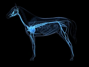 Horse cardiovascular system, artwork F006/2351 Horse cardiovascular system, artwork F006/2351