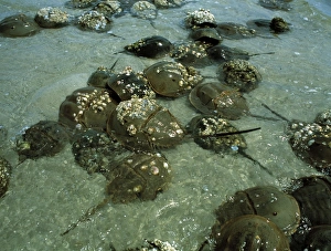 Horseshoe crab research Horseshoe crab research