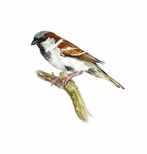 House sparrow, artwork C016/3264