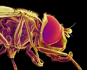 Hover fly, SEM Hover fly, SEM
