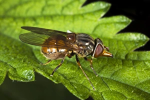 Framed Print : Hoverfly Print on Leaf Framed Print : Hoverfly Print on Leaf