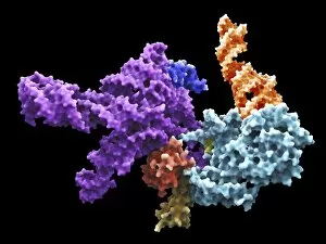 Human 80S ribosome F007/9902