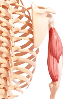 Scapula Gallery: Human arm musculature, artwork F007 / 1181
