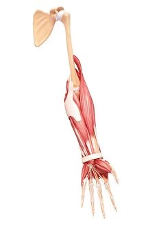 Scapula Gallery: Human arm musculature, artwork F007 / 5764
