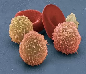 Images Dated 9th August 2002: Human blood cells, SEM