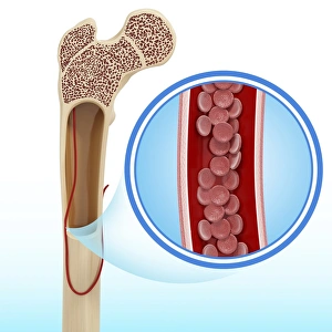 Human bone structure, artwork F008/0294 Human bone structure, artwork F008/0294