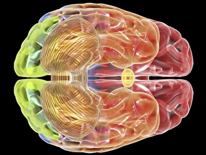 Human brain anatomy, artwork