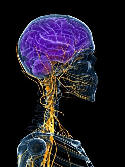 Human brain and nervous system, artwork F007/6817 Human brain and nervous system, artwork F007/6817