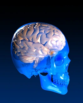 Human brain and skull, artwork Human brain and skull, artwork