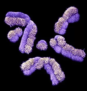 Images Dated 19th June 2012: Human chromosomes, SEM C013 / 5002