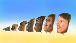 Prints of Human evolution. Artwork showing a snapshot of the evolution of humans from earlier forms of life Images Dated 2008 May: Human Evolution Print: A visual representation of human ancestry