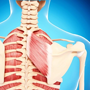 Scapula Gallery: Human hip musculature, artwork F007 / 3845