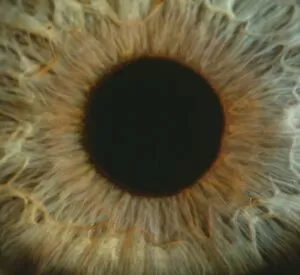 Detail of a human iris and pupil