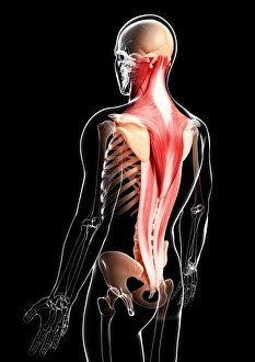 Scapula Gallery: Human musculature, artwork F007 / 1080