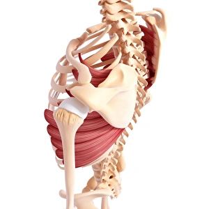 Scapula Gallery: Human musculature, artwork F007 / 1089