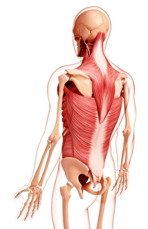 Scapula Gallery: Human musculature, artwork F007 / 2038