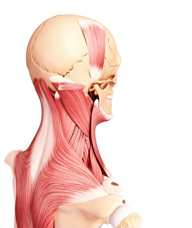 Scapula Gallery: Human musculature, artwork F007 / 2225