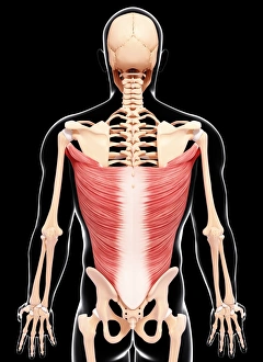 Scapula Gallery: Human musculature, artwork F007 / 3311