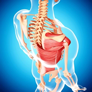 Scapula Gallery: Human musculature, artwork F007 / 3523
