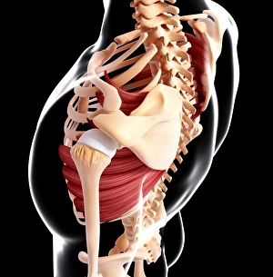 Scapula Gallery: Human musculature, artwork F007 / 3532
