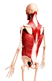 Scapula Gallery: Human musculature, artwork F007 / 4829