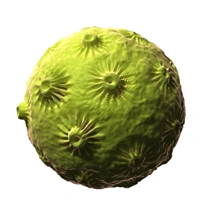 Human papillomavirus virus, artwork F007/8087 Human papillomavirus virus, artwork F007/8087