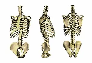 Vertebrae Gallery: Human skeleton anatomy, artwork