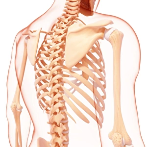 Scapula Gallery: Human skeleton, artwork F007 / 3941