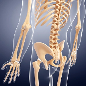 Scapula Gallery: Human skeleton, artwork F007 / 4003