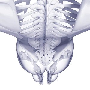 Scapula Gallery: Human skeleton, artwork F007 / 4214