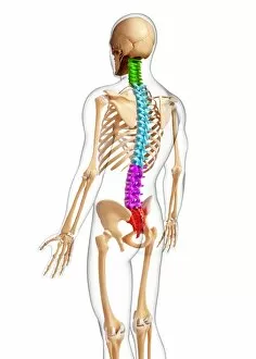 Cervical Spine Gallery: Human skeleton, artwork F007 / 5117