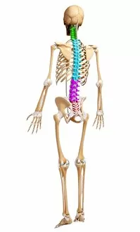 Cervical Spine Gallery: Human skeleton, artwork F007 / 5693