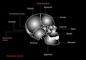 Human skull anatomy, diagram