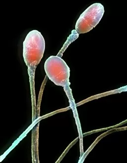 Images Dated 4th October 2002: Human sperm
