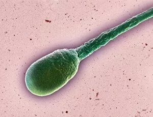 Images Dated 16th October 2003: Human sperm cell, SEM