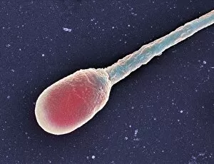 Images Dated 17th October 2003: Human sperm cell, SEM