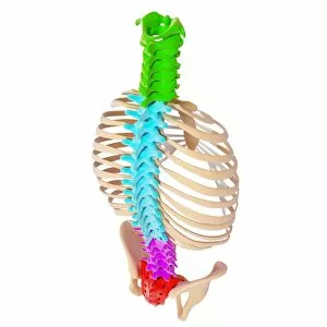 Cervical Spine Gallery: Human spine, artwork F007 / 3335