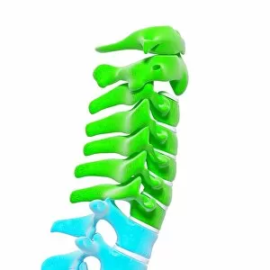 Cervical Spine Gallery: Human spine, artwork F007 / 5069