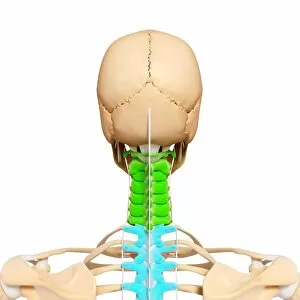 Cervical Spine Gallery: Human spine, artwork F007 / 5692