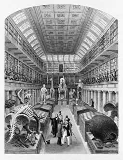 Hunterian Museum, 19th century Hunterian Museum, 19th century