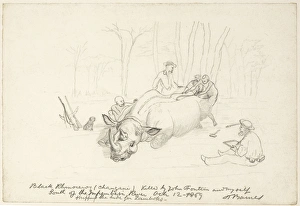 Hunters skinning a rhinoceros, artwork C016/5579 Hunters skinning a rhinoceros, artwork C016/5579