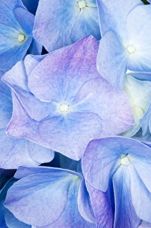Hydrangea Macrophylla Prints: Hydrangea (Hydrangea macrophylla)