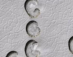 Mars Reconnaissance Orbiter Gallery: Ice cap erosion on Mars, satellite image