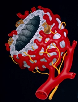 Illustration of blood supply in the thyroid gland Illustration of blood supply in the thyroid gland