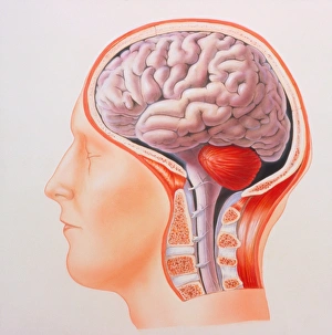 Illustration of the whole brain in the human head Illustration of the whole brain in the human head
