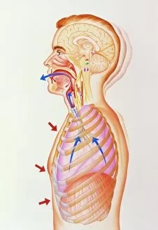Illustration of the exhalation phase of coughing