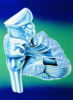 Illustration of the human cerebellum and brainstem Illustration of the human cerebellum and brainstem
