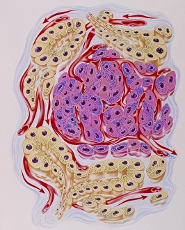 Illustration of human pancreatic secretory cells Illustration of human pancreatic secretory cells
