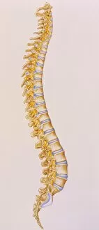 Images Dated 12th June 1995: Illustration of the human spine