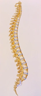 Illustration of the human spine Illustration of the human spine